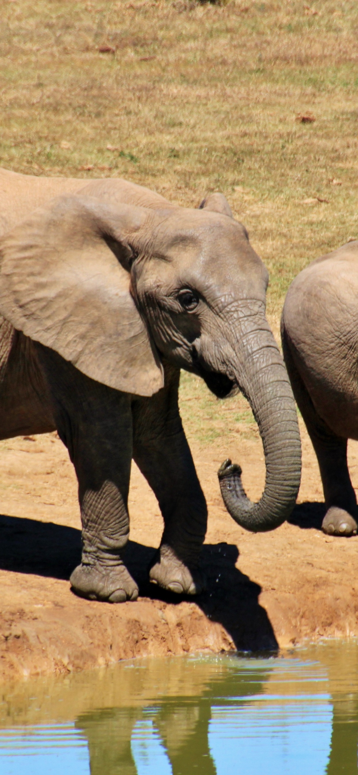 Elephant Walking on Brown Field During Daytime. Wallpaper in 1242x2688 Resolution