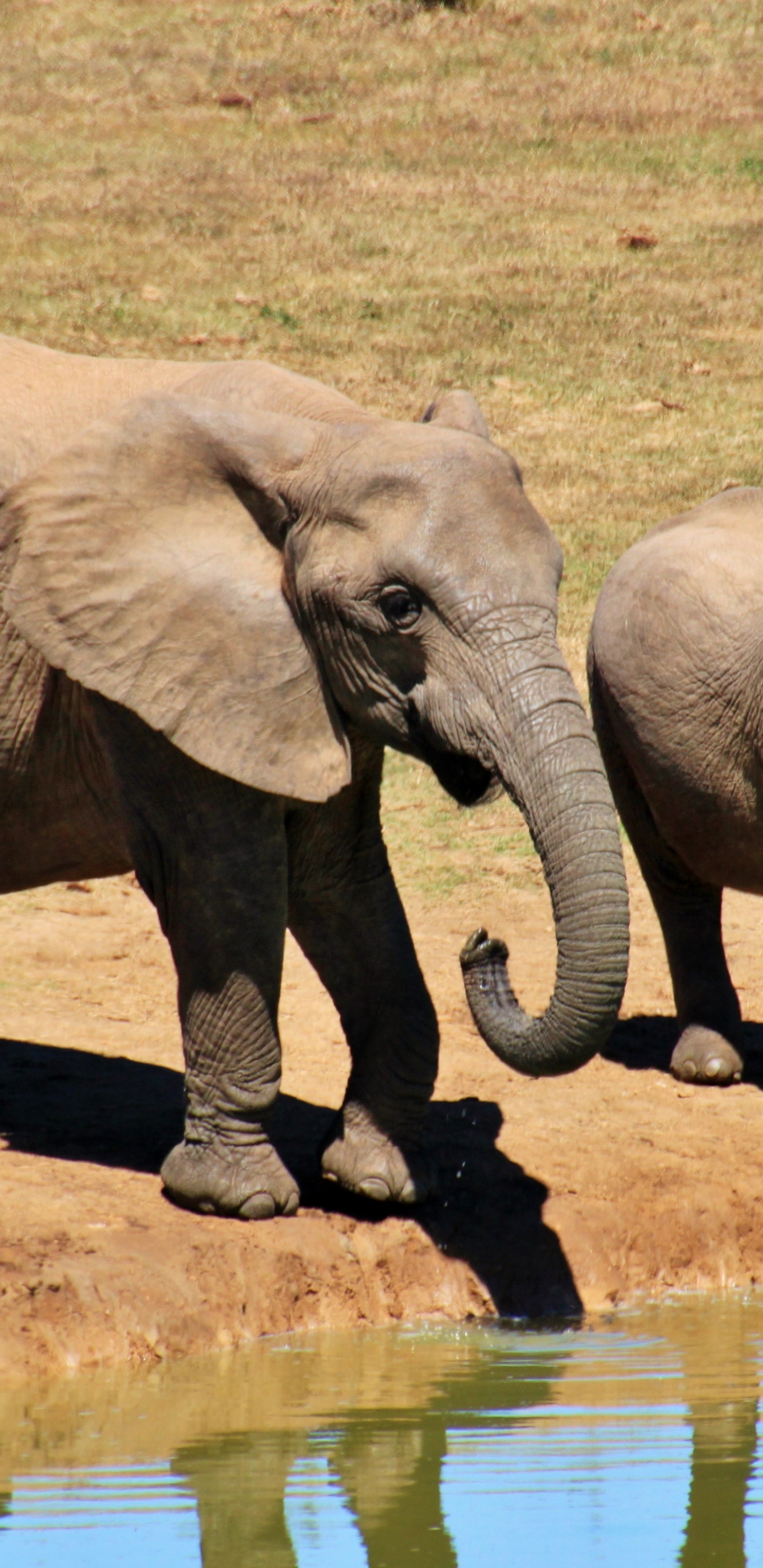 Elephant Walking on Brown Field During Daytime. Wallpaper in 1440x2960 Resolution