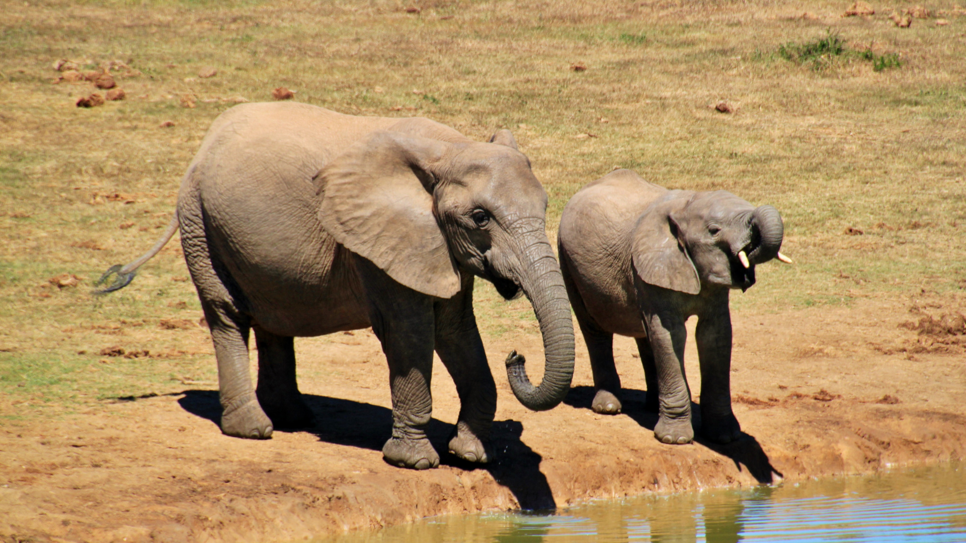 Elephant Walking on Brown Field During Daytime. Wallpaper in 1920x1080 Resolution