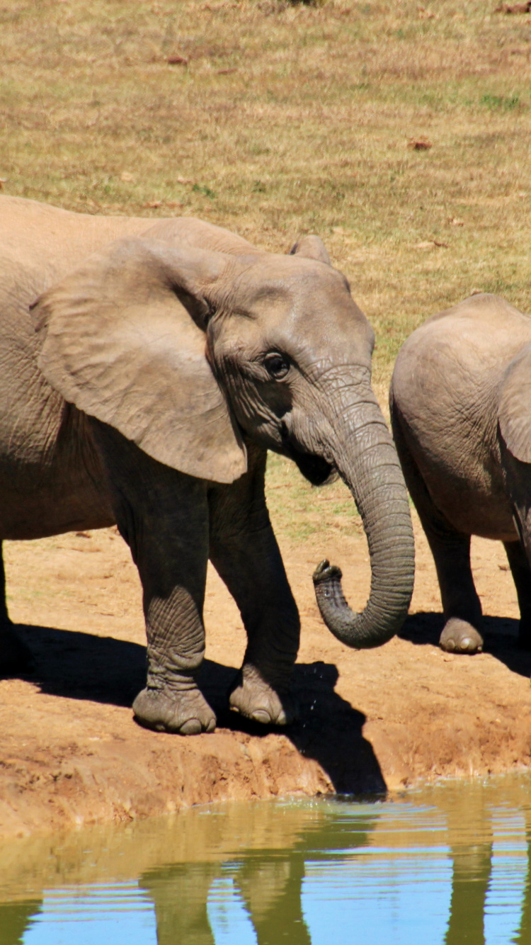 Elephant Walking on Brown Field During Daytime. Wallpaper in 750x1334 Resolution