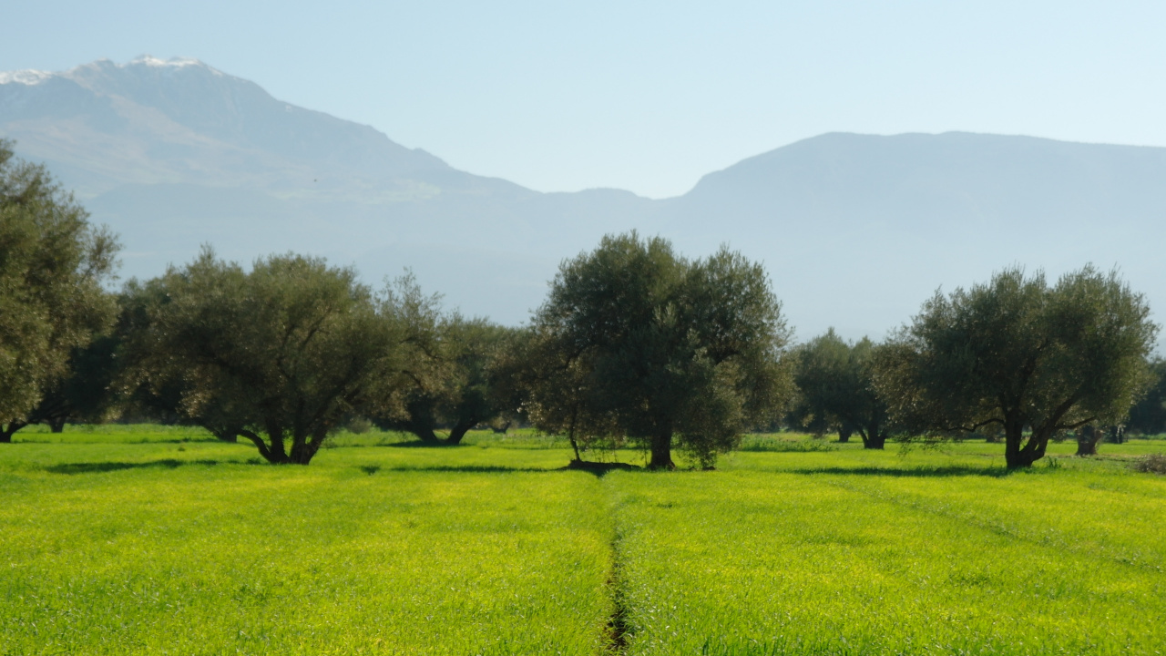 Green Grass Field With Trees and Mountains in The Distance. Wallpaper in 1280x720 Resolution