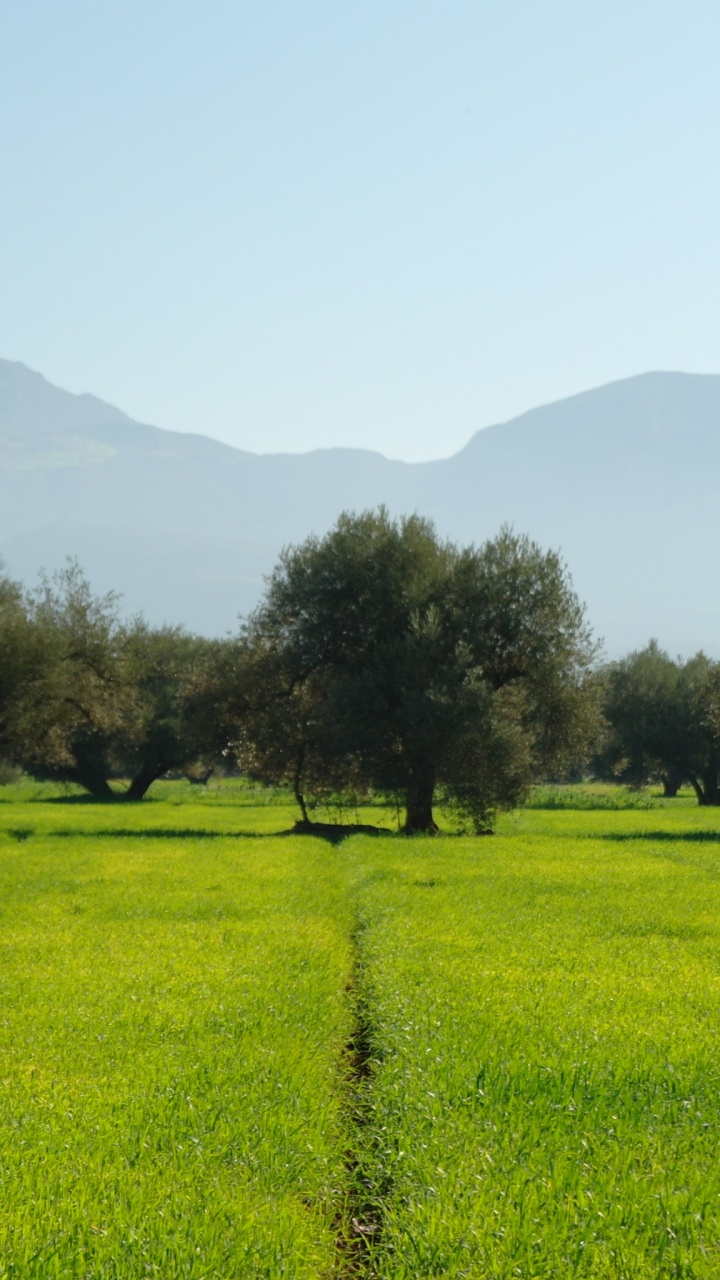 Green Grass Field With Trees and Mountains in The Distance. Wallpaper in 720x1280 Resolution