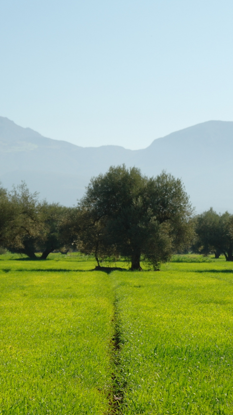 Green Grass Field With Trees and Mountains in The Distance. Wallpaper in 750x1334 Resolution