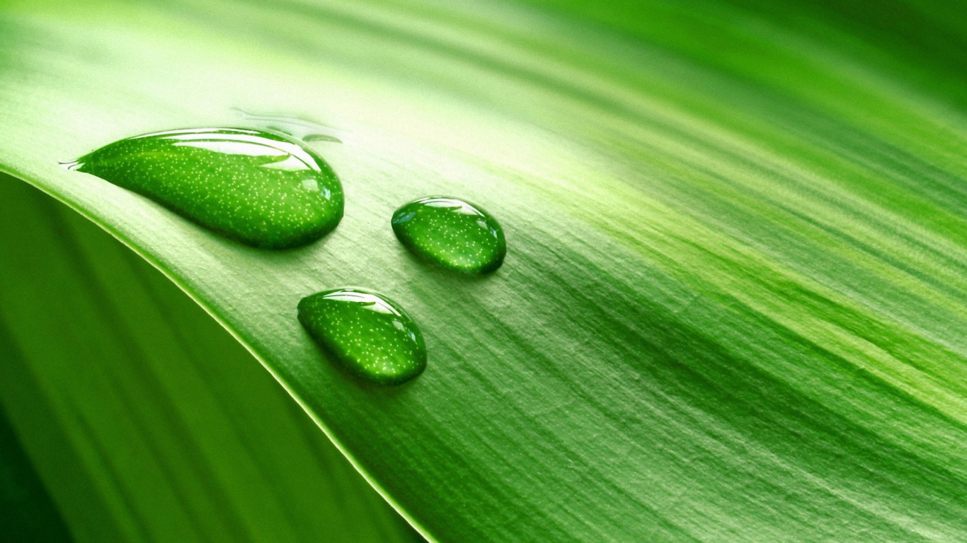 Gotas de Agua en la Hoja Verde. Wallpaper in 1366x768 Resolution