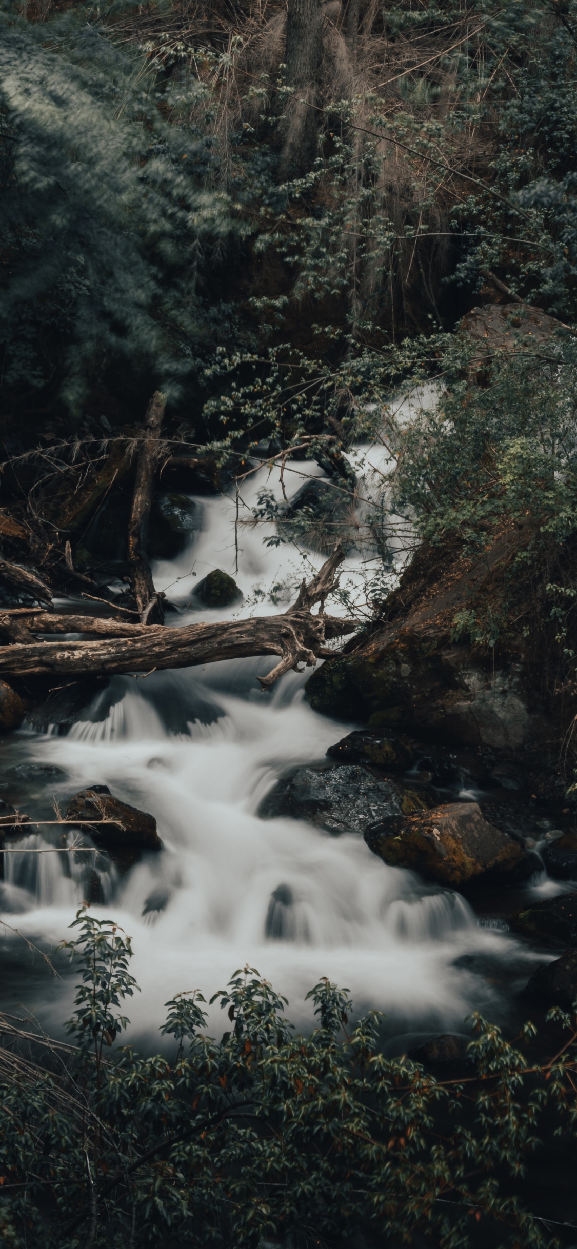 Flujo, Selva, Curso de Agua, Agua, Paisaje Natural. Wallpaper in 1125x2436 Resolution