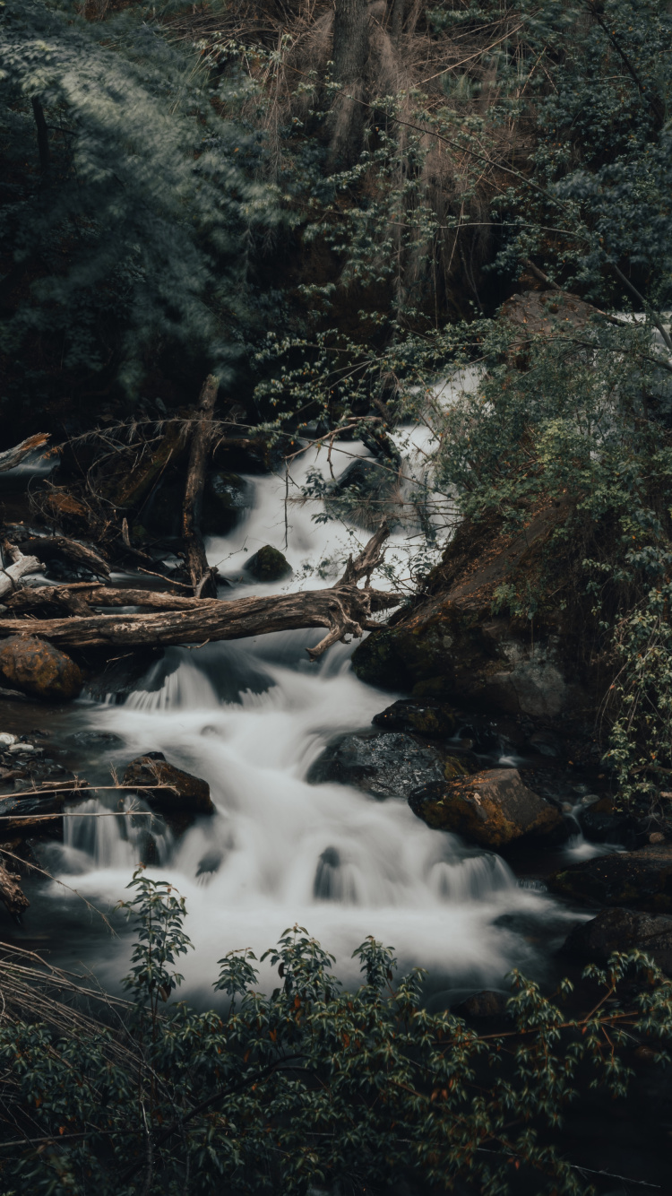 Stream, Rainforest, Watercourse, Water, Natural Landscape. Wallpaper in 750x1334 Resolution