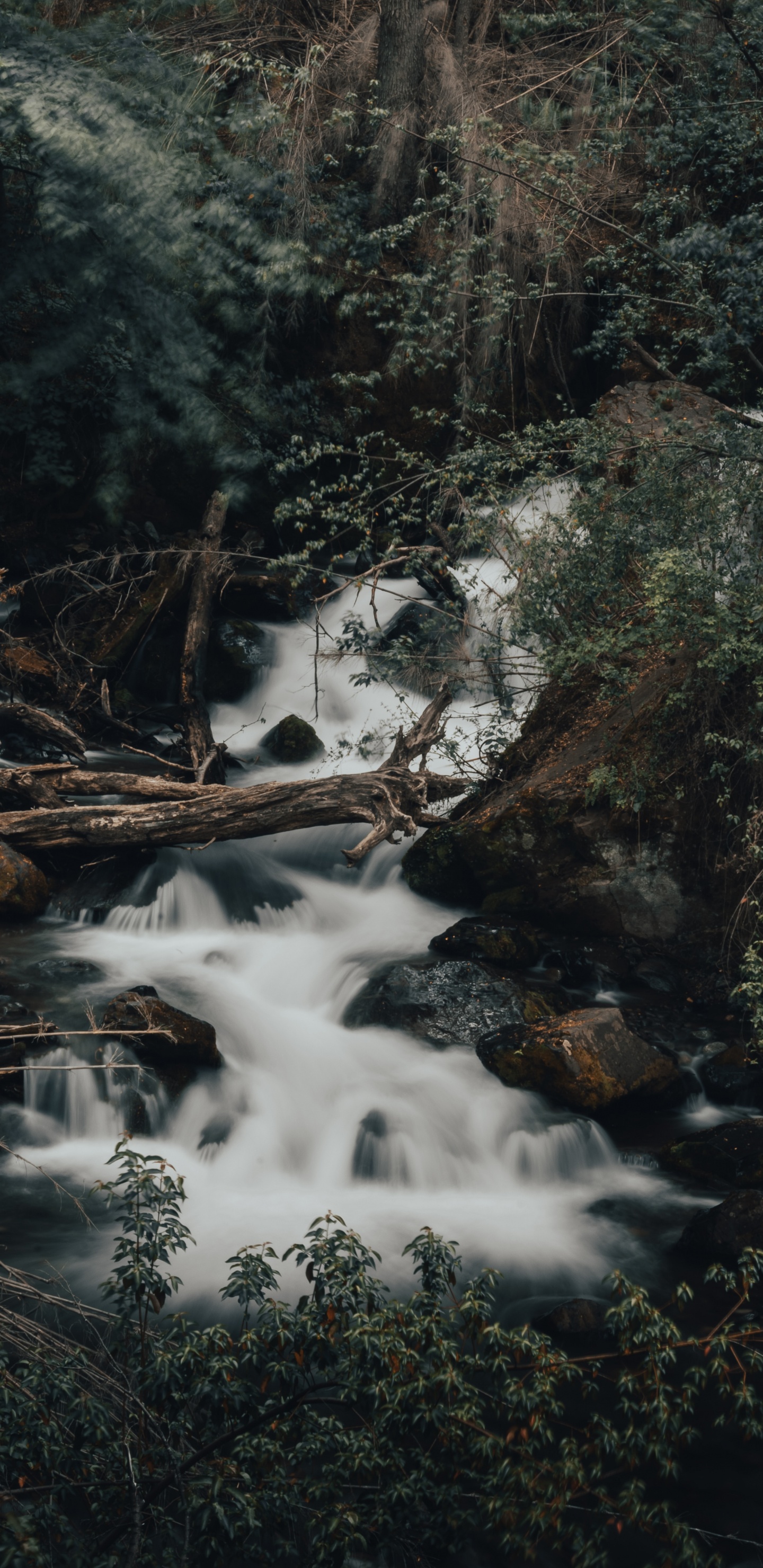 Stream, Regenwald, Wasserlauf, Wasser, Naturlandschaft. Wallpaper in 1440x2960 Resolution