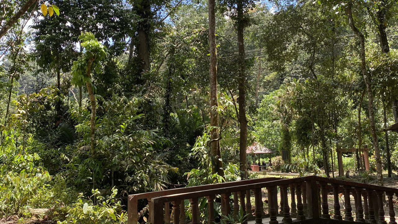 Nature, Rainforest, Végétation, Jungle, Environnement Naturel. Wallpaper in 1280x720 Resolution