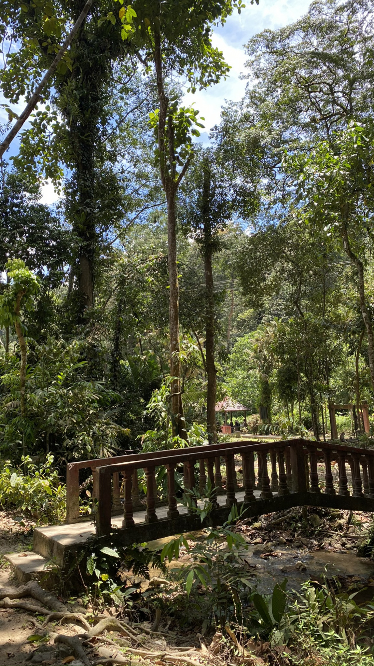 Nature, Rainforest, Végétation, Jungle, Environnement Naturel. Wallpaper in 750x1334 Resolution