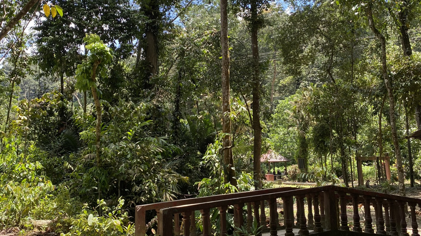 Nature, Rainforest, Vegetation, Jungle, Natural Environment. Wallpaper in 1366x768 Resolution