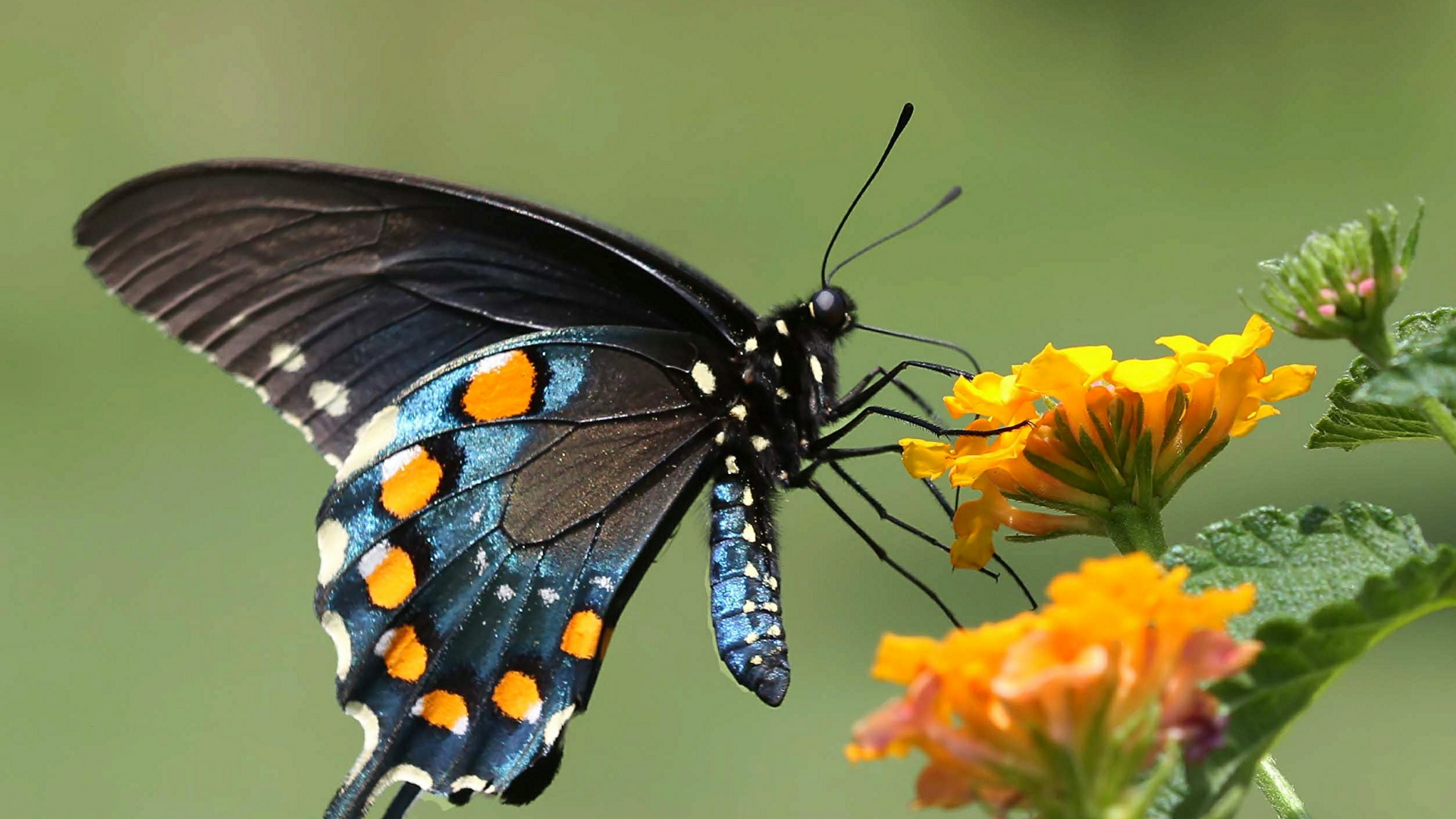 Schwarz-weißer Und Orangefarbener Schmetterling Auf Gelber Blume. Wallpaper in 1920x1080 Resolution