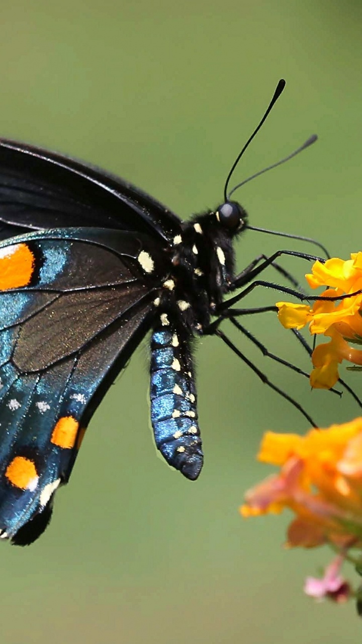 Schwarz-weißer Und Orangefarbener Schmetterling Auf Gelber Blume. Wallpaper in 720x1280 Resolution