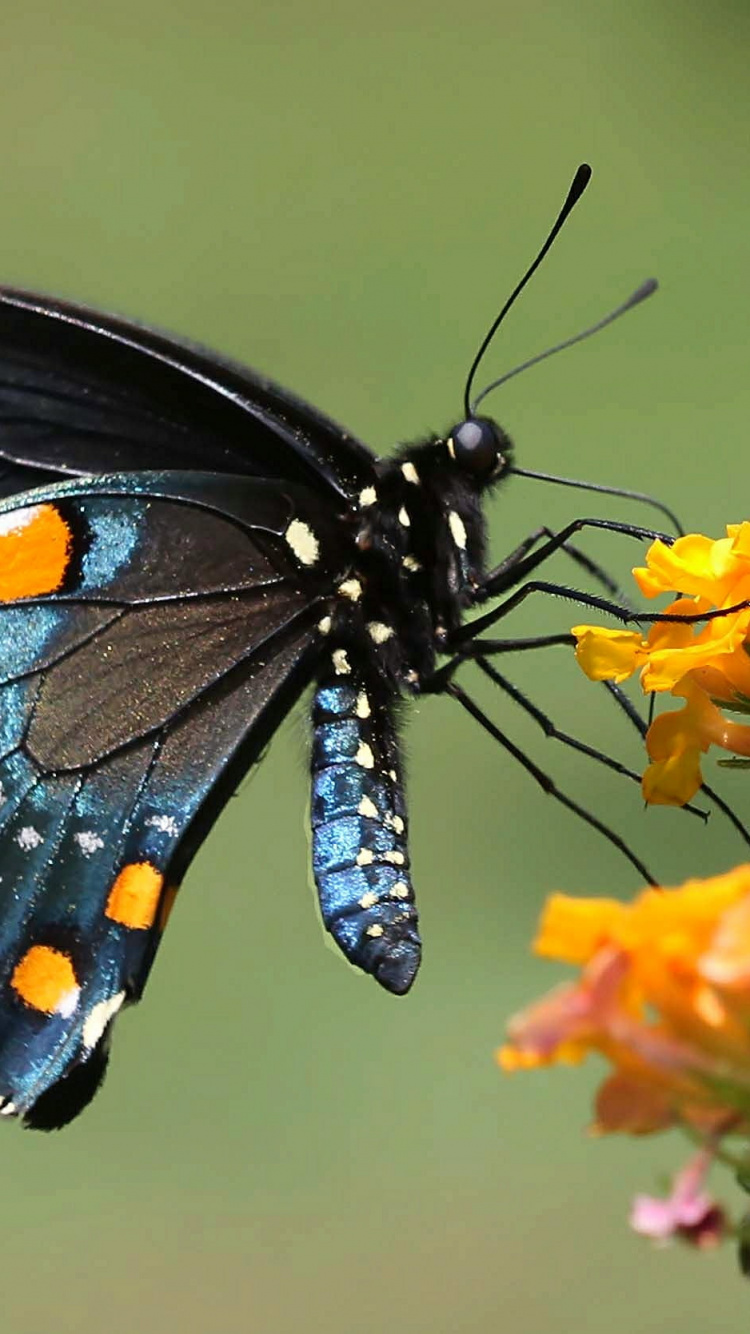 Schwarz-weißer Und Orangefarbener Schmetterling Auf Gelber Blume. Wallpaper in 750x1334 Resolution