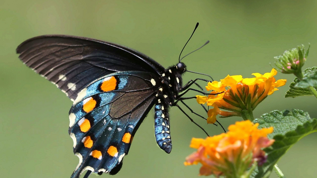 Black White and Orange Butterfly Perched on Yellow Flower. Wallpaper in 1280x720 Resolution