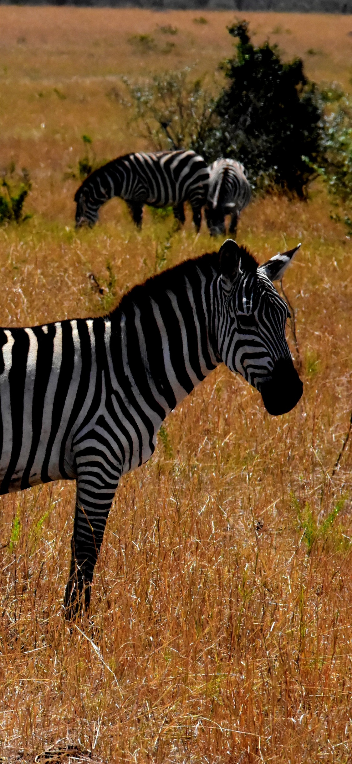 Zebra on Brown Grass Field During Daytime. Wallpaper in 1125x2436 Resolution
