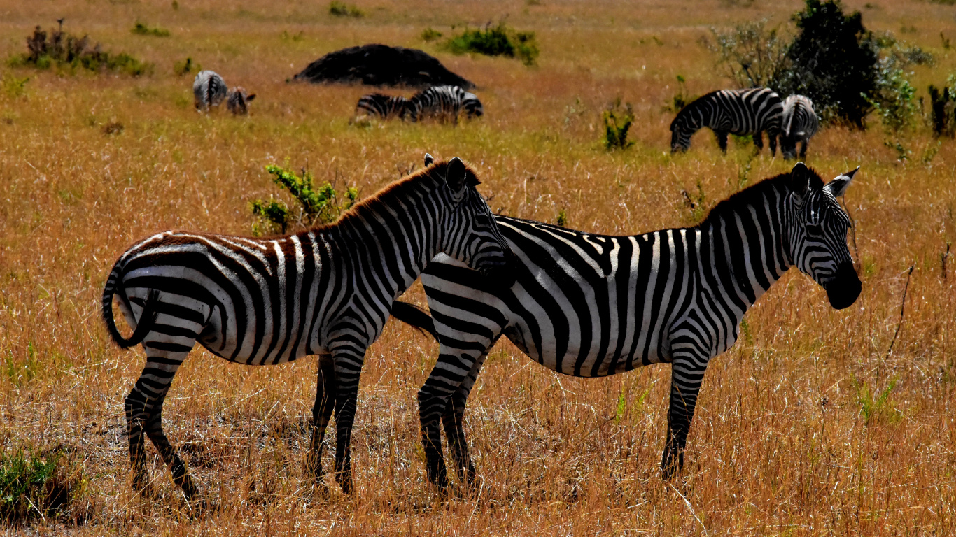 Zebra on Brown Grass Field During Daytime. Wallpaper in 1366x768 Resolution