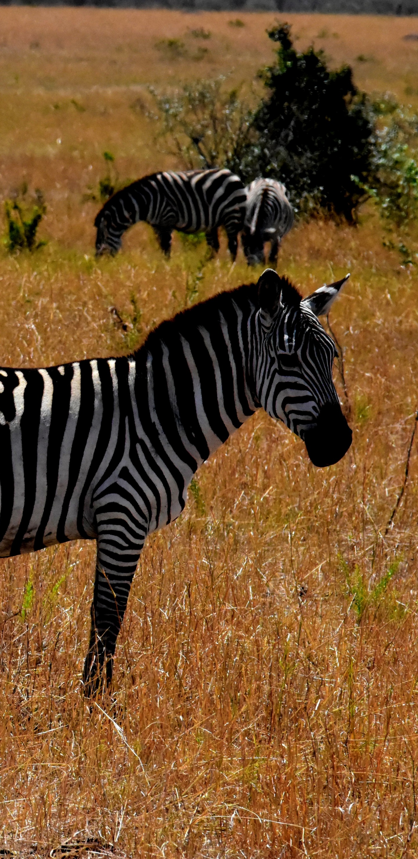 Zebra on Brown Grass Field During Daytime. Wallpaper in 1440x2960 Resolution