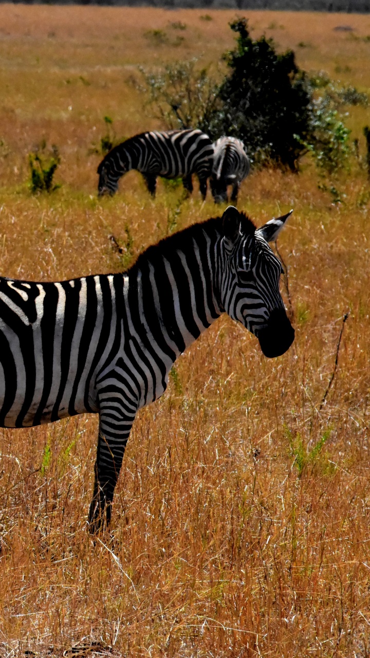 Zebra on Brown Grass Field During Daytime. Wallpaper in 720x1280 Resolution