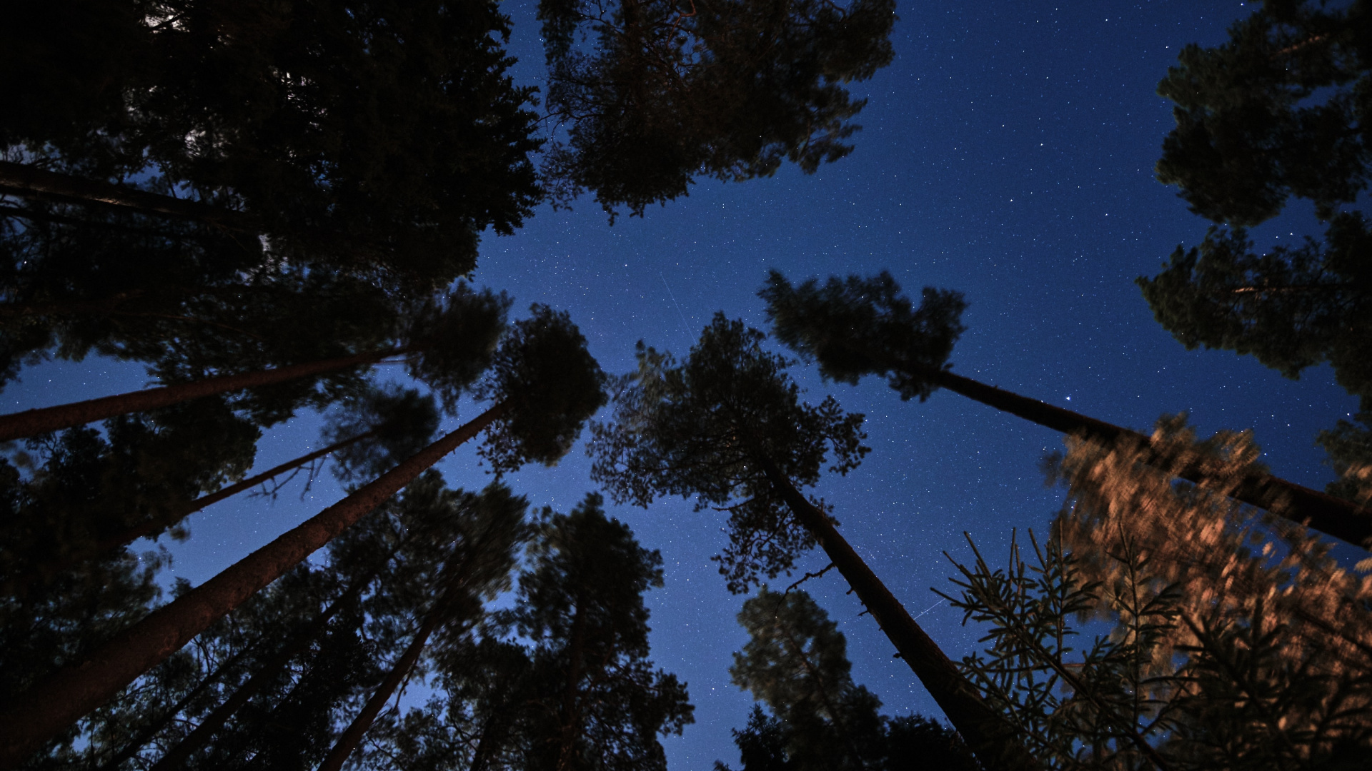 Grüne Bäume Unter Blauem Himmel Während Der Nacht Night. Wallpaper in 1920x1080 Resolution