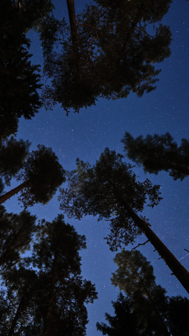 Grüne Bäume Unter Blauem Himmel Während Der Nacht Night. Wallpaper in 750x1334 Resolution