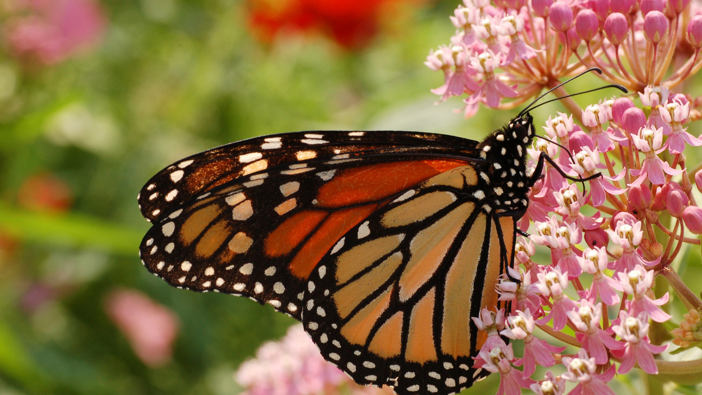 Mariposa Monarca Posado Sobre Flor Rosa en Fotografía de Cerca Durante el Día. Wallpaper in 1366x768 Resolution
