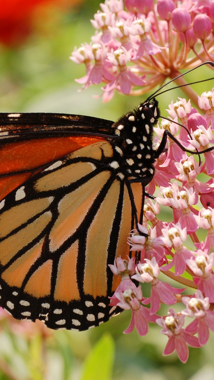 Monarchfalter Thront Auf Rosa Blume in Nahaufnahme Während Des Tages. Wallpaper in 720x1280 Resolution