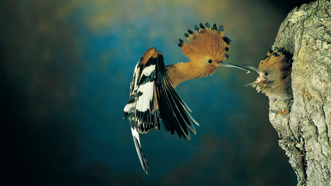 Brown and Black Bird on Tree Branch. Wallpaper in 1280x720 Resolution