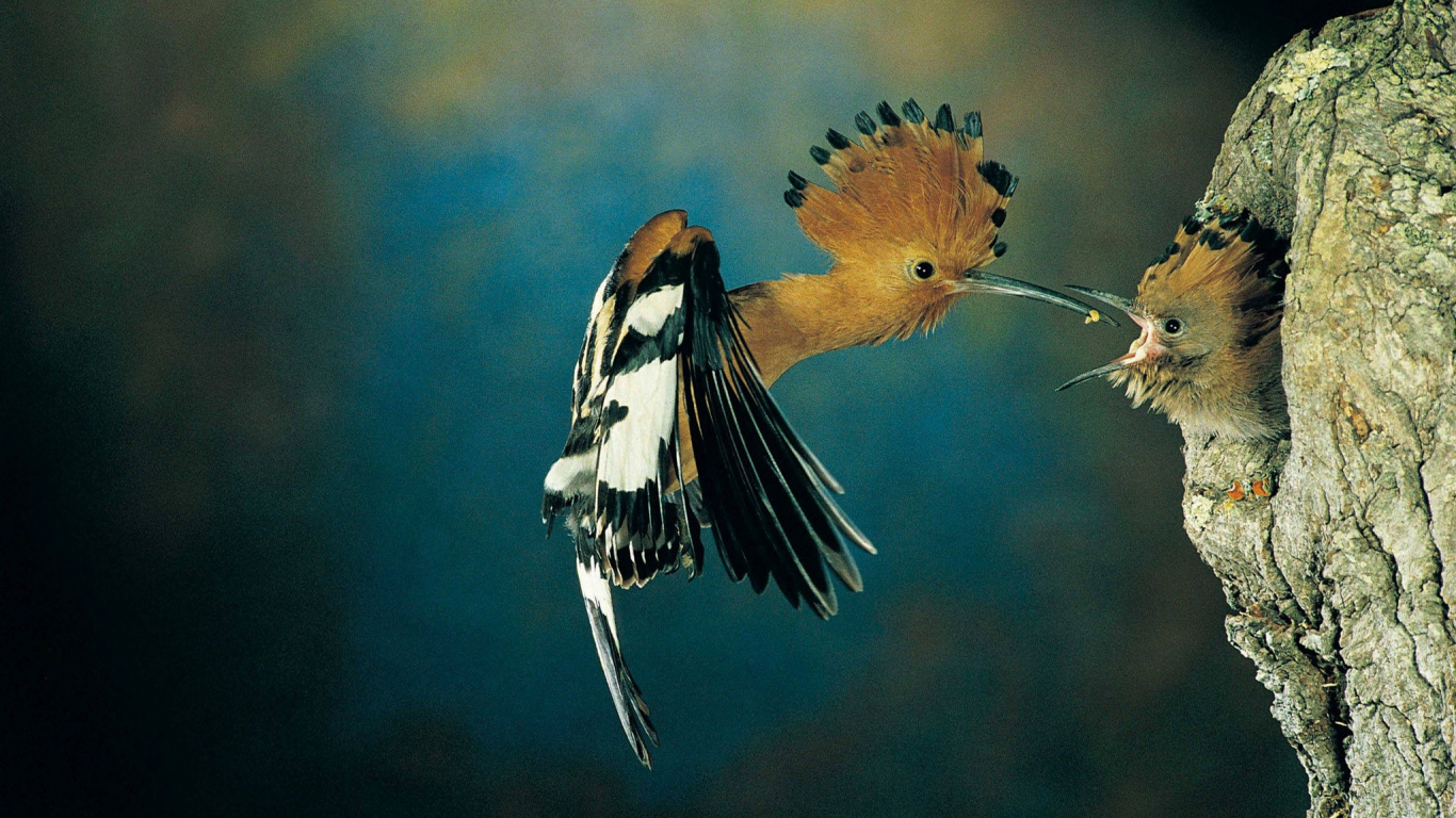 Brown and Black Bird on Tree Branch. Wallpaper in 1366x768 Resolution