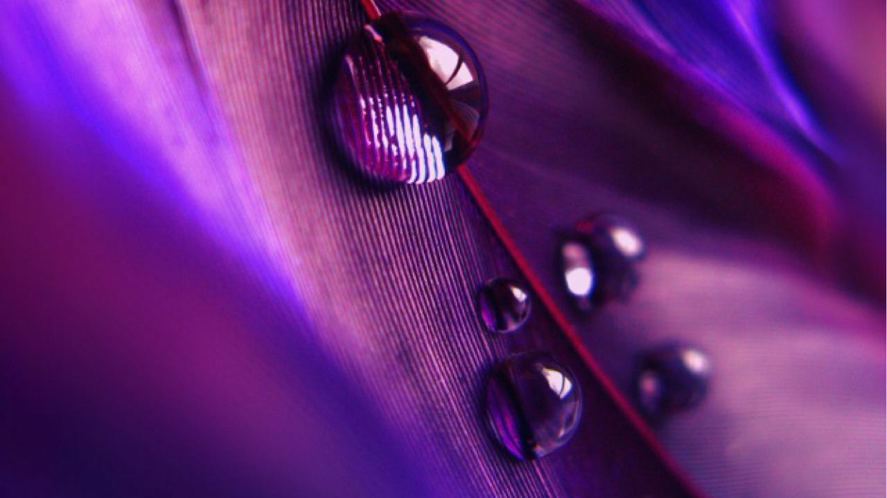 Water Droplets on Purple Leaf. Wallpaper in 1280x720 Resolution