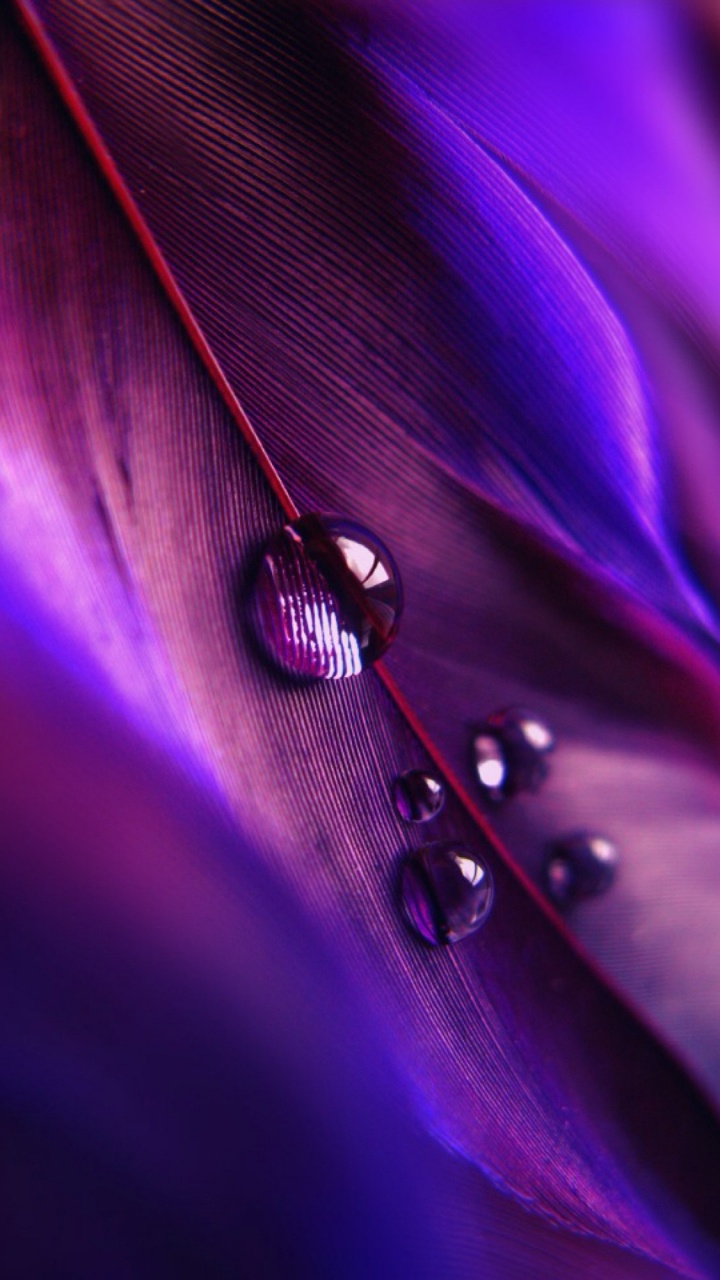 Water Droplets on Purple Leaf. Wallpaper in 720x1280 Resolution