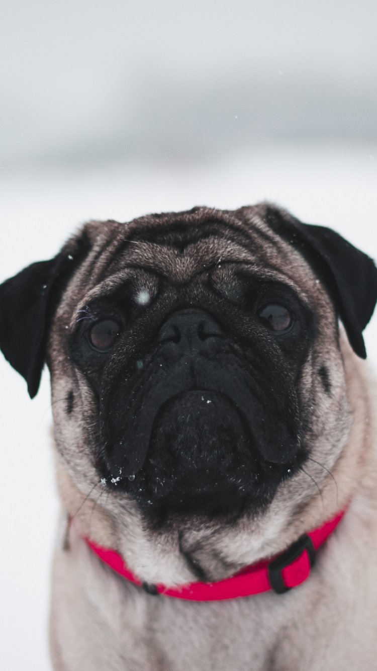 Carlin Fauve Sur Neige Blanche. Wallpaper in 750x1334 Resolution