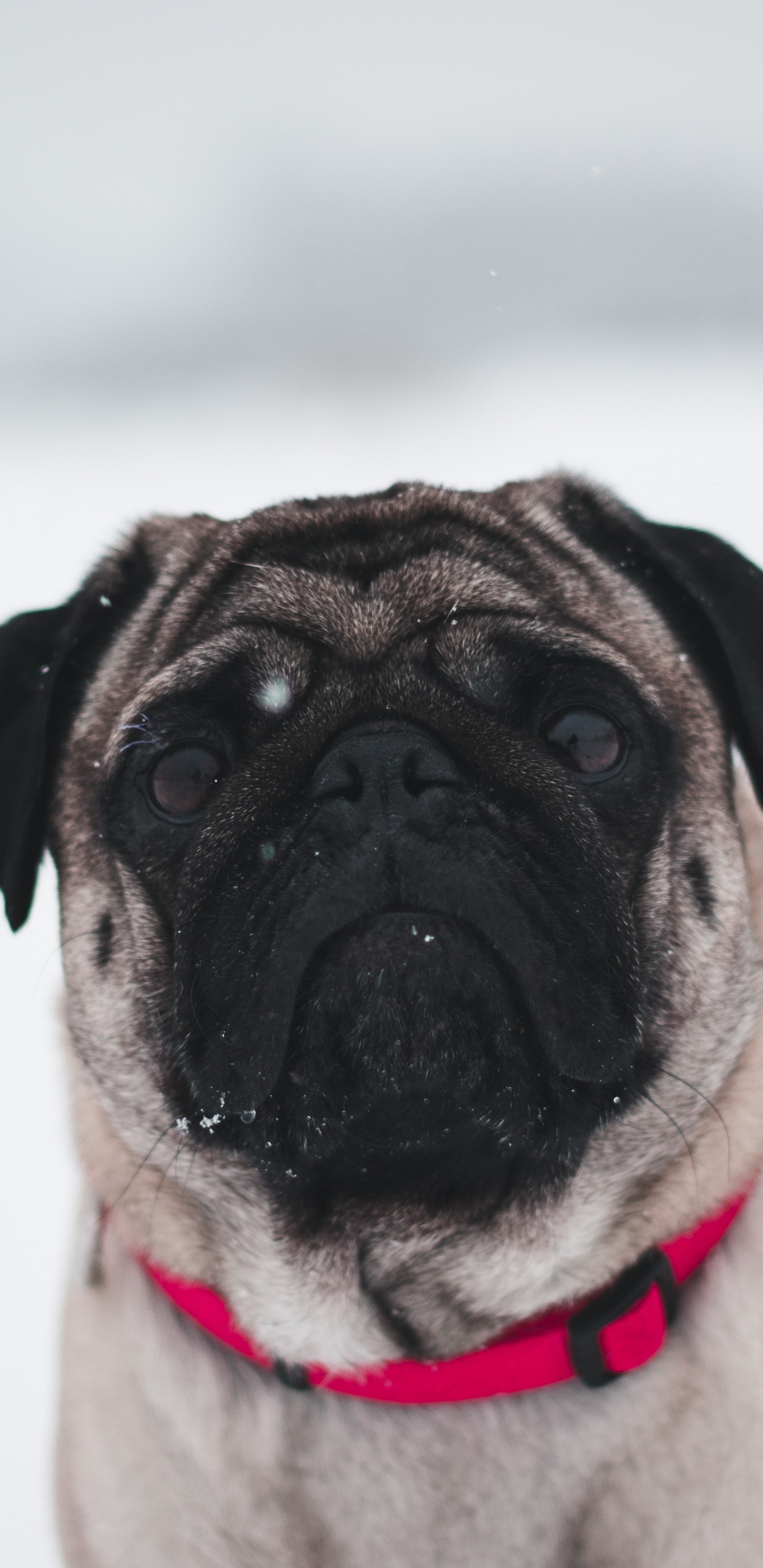 Pug Leonado en la Nieve Blanca. Wallpaper in 1440x2960 Resolution