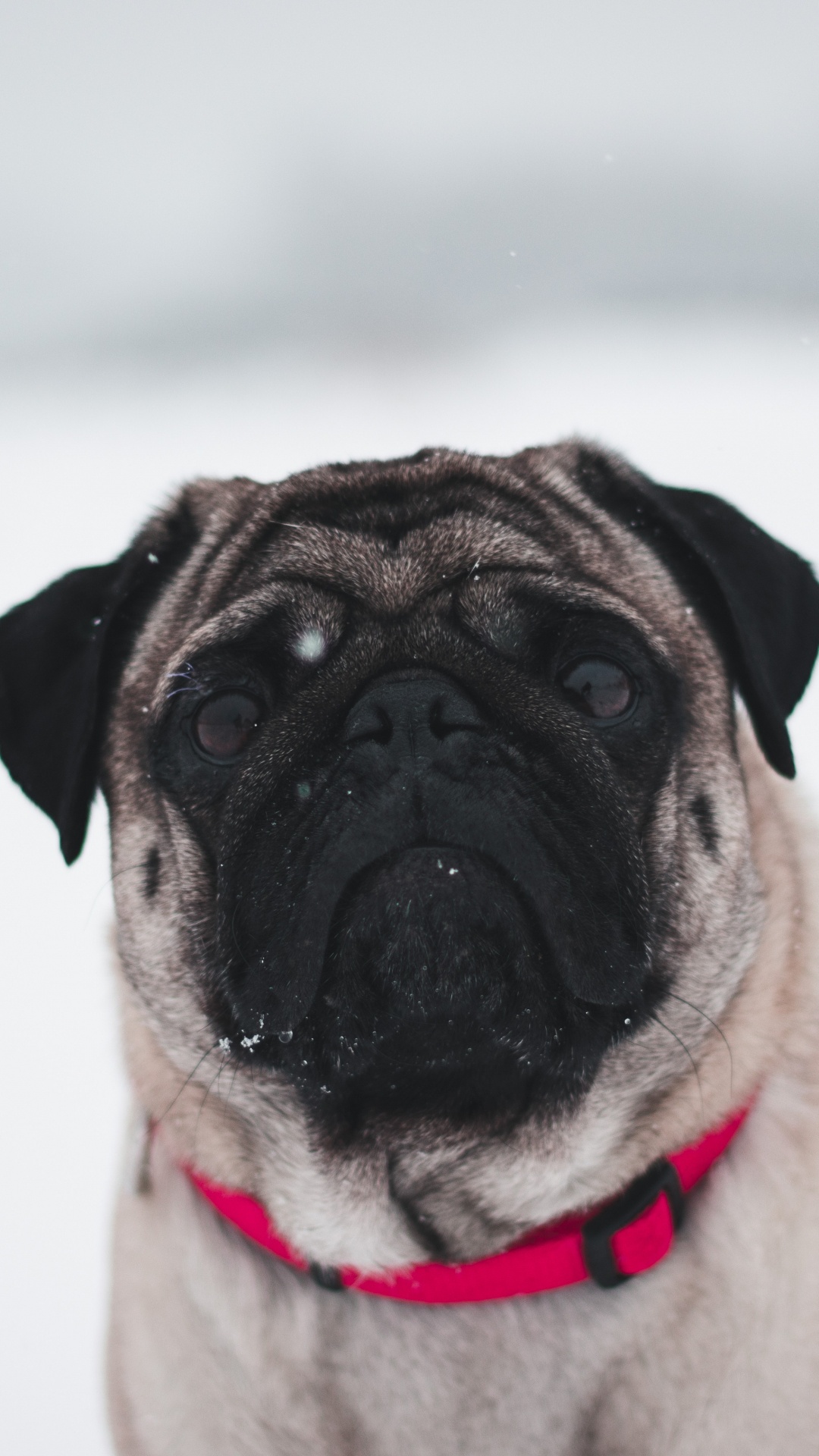Fawn Pug on White Snow. Wallpaper in 1080x1920 Resolution