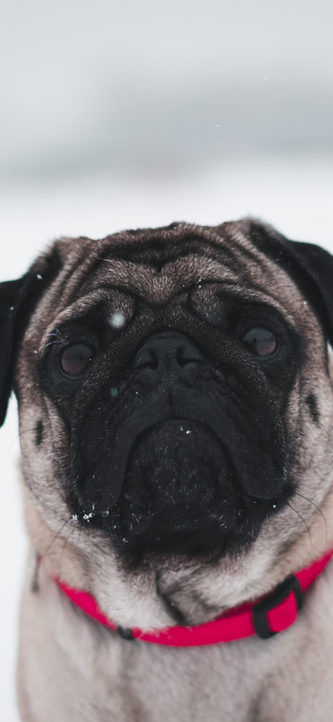 Fawn Pug on White Snow. Wallpaper in 1125x2436 Resolution
