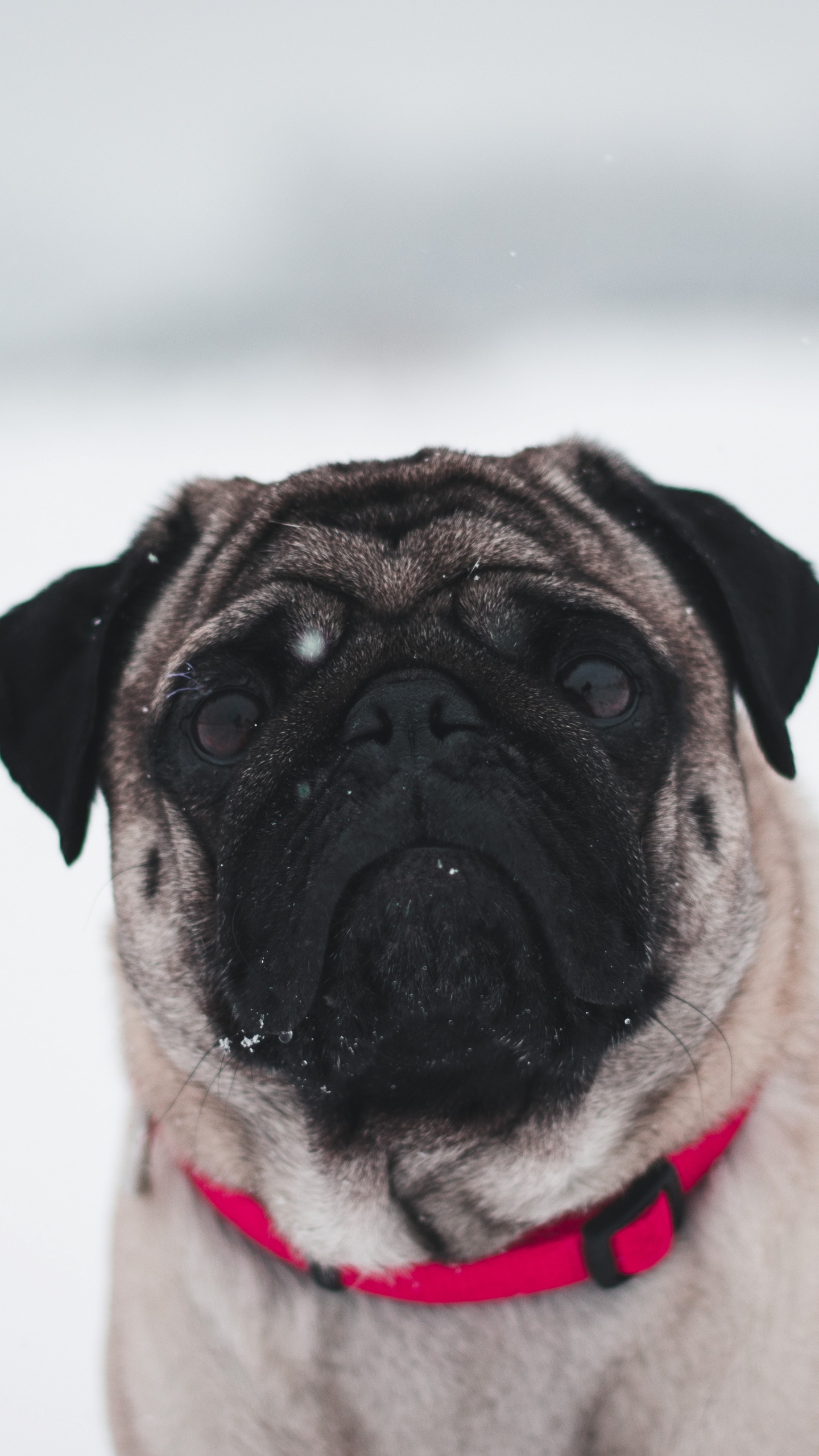 Fawn Pug on White Snow. Wallpaper in 1440x2560 Resolution