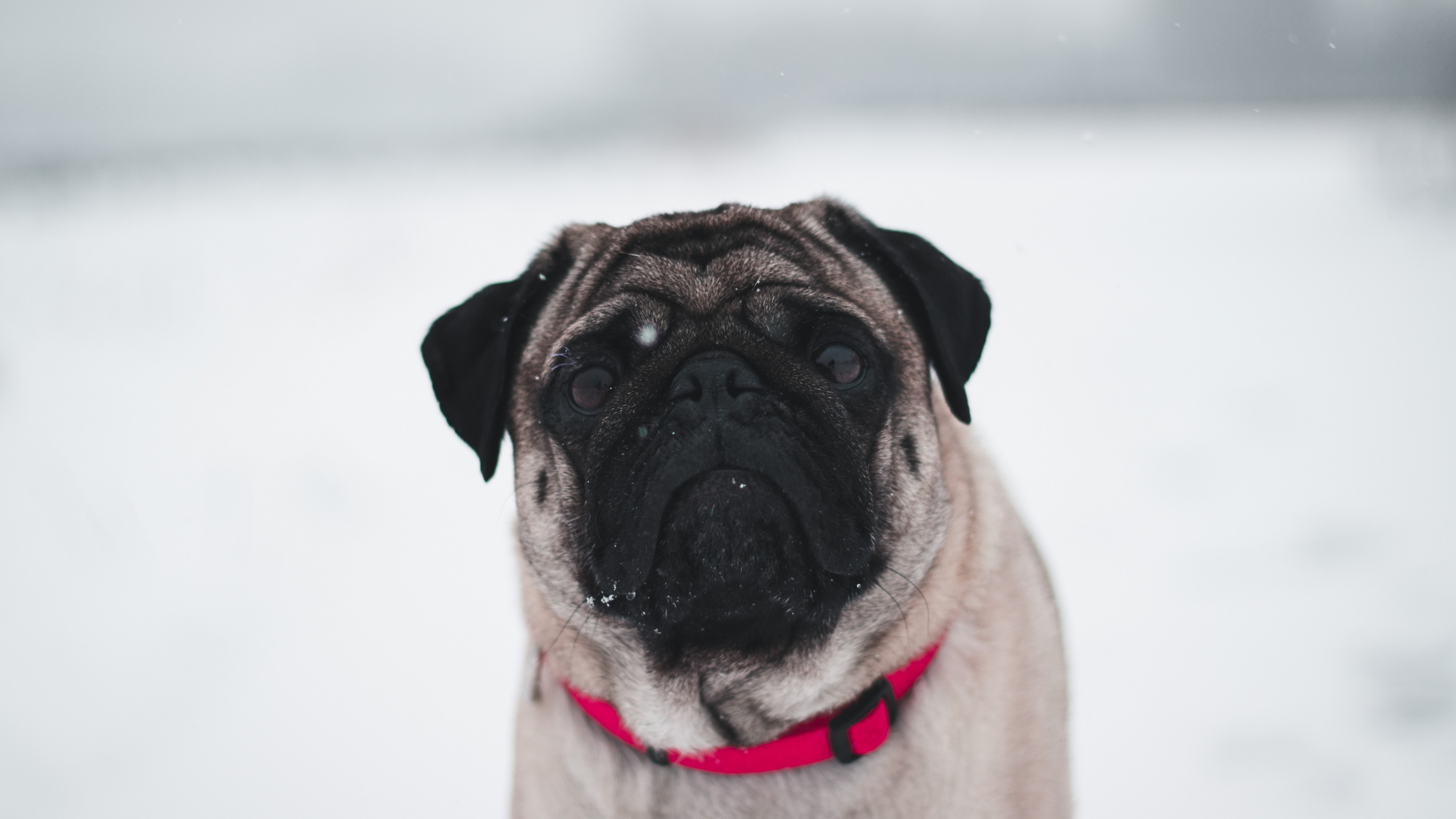 Fawn Pug on White Snow. Wallpaper in 2560x1440 Resolution