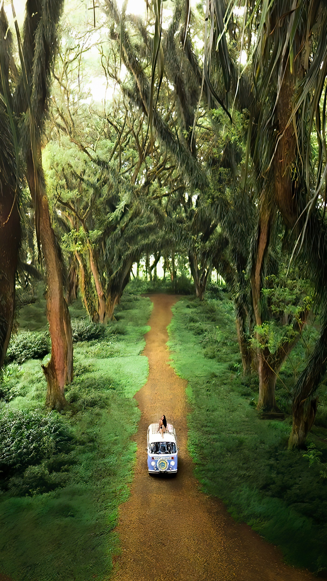 Grove, Bosque de Djawatan, Portador de la Oficina, Entorno Natural, Paisaje Natural. Wallpaper in 1080x1920 Resolution