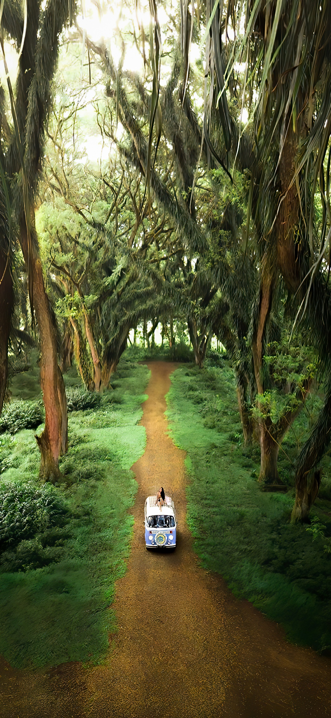 Grove, Bosque de Djawatan, Portador de la Oficina, Entorno Natural, Paisaje Natural. Wallpaper in 1125x2436 Resolution