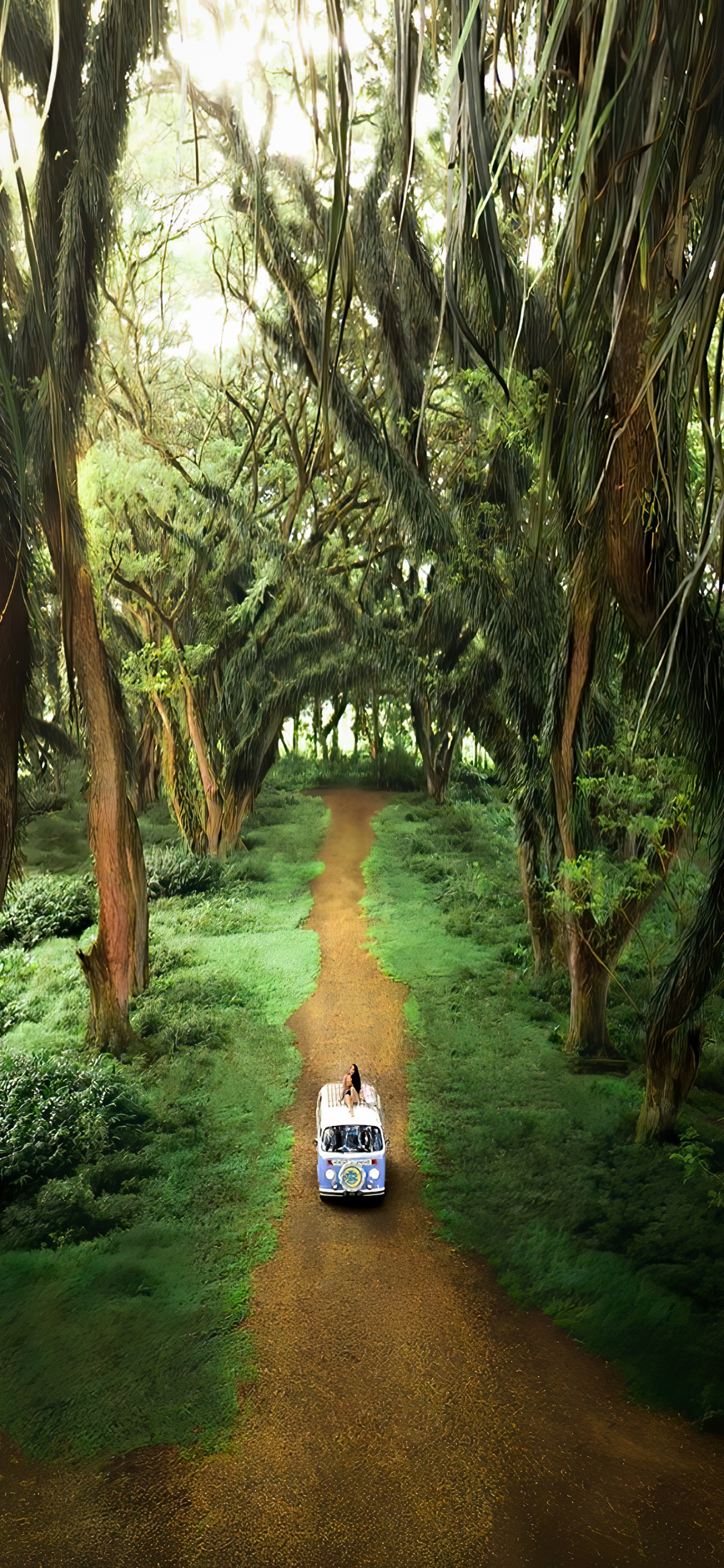 Grove, Bosque de Djawatan, Portador de la Oficina, Entorno Natural, Paisaje Natural. Wallpaper in 1242x2688 Resolution