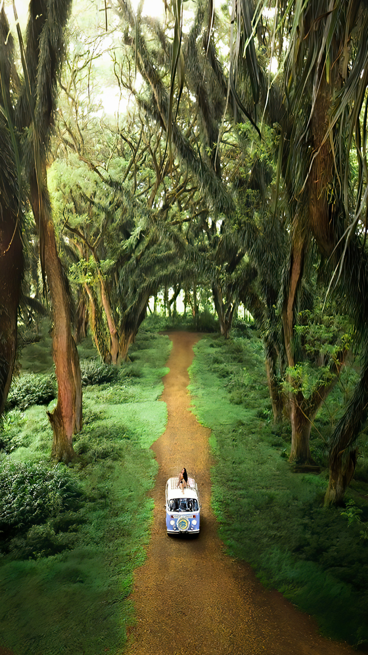 Grove, Bosque de Djawatan, Portador de la Oficina, Entorno Natural, Paisaje Natural. Wallpaper in 750x1334 Resolution