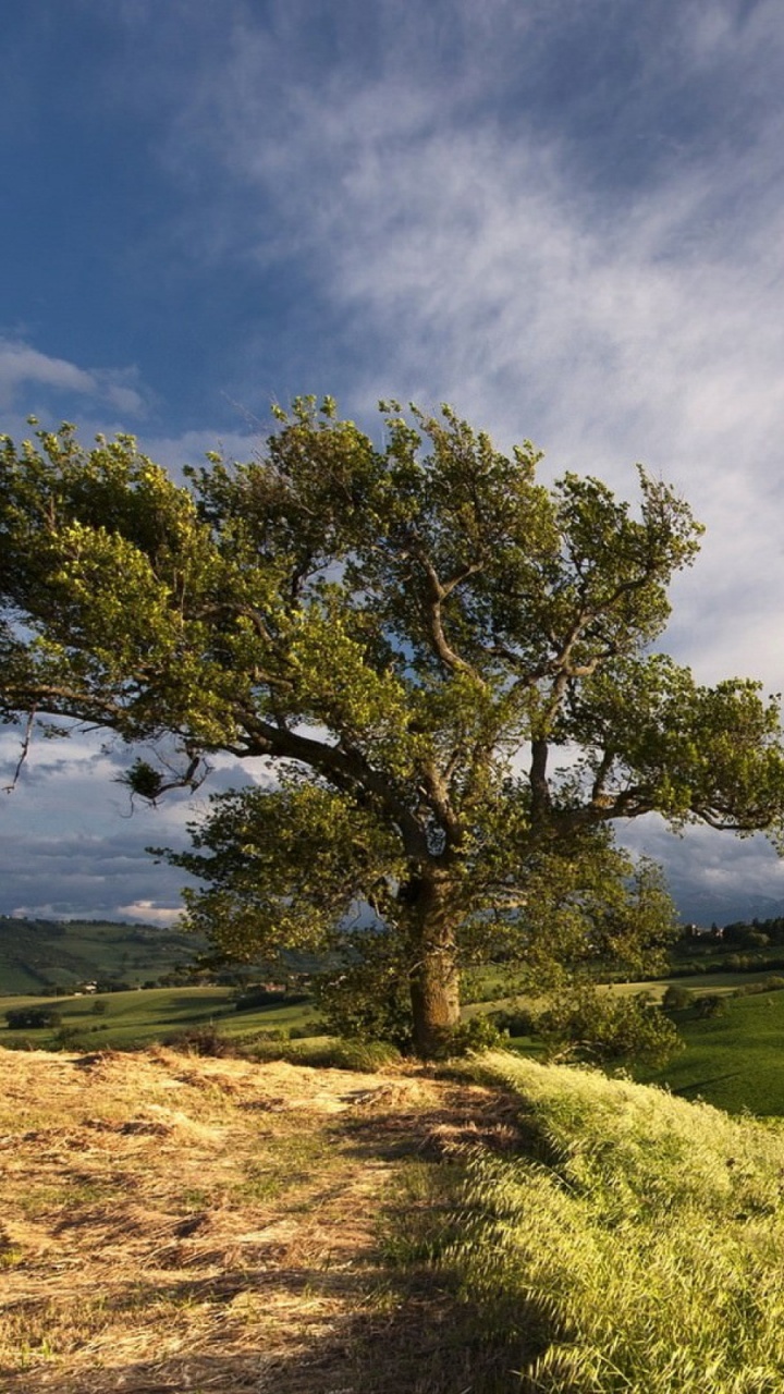 Campo de Hierba Verde Con Árboles Sin Hojas Bajo un Cielo Nublado Durante el Día. Wallpaper in 720x1280 Resolution