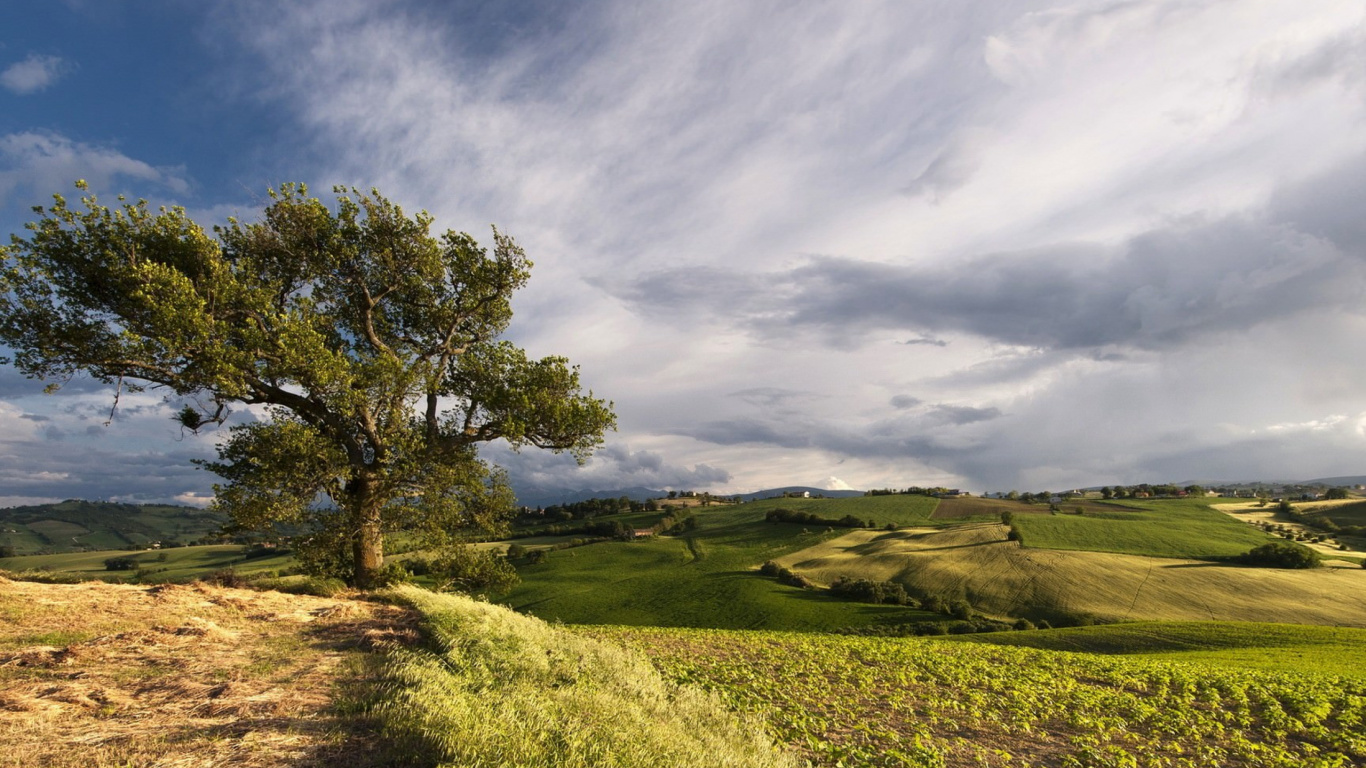 Champ D'herbe Verte Avec Arbre Sans Feuilles Sous Ciel Nuageux Pendant la Journée. Wallpaper in 1366x768 Resolution