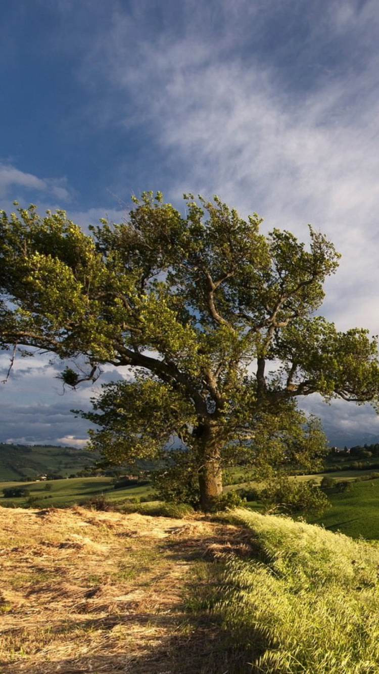 Champ D'herbe Verte Avec Arbre Sans Feuilles Sous Ciel Nuageux Pendant la Journée. Wallpaper in 750x1334 Resolution