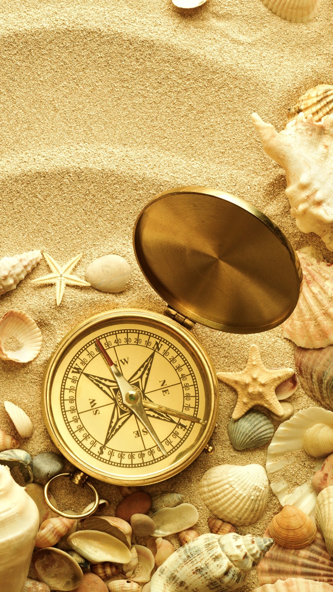 Meer Soll, Seashell, Meer, Strand, Ozean. Wallpaper in 1080x1920 Resolution