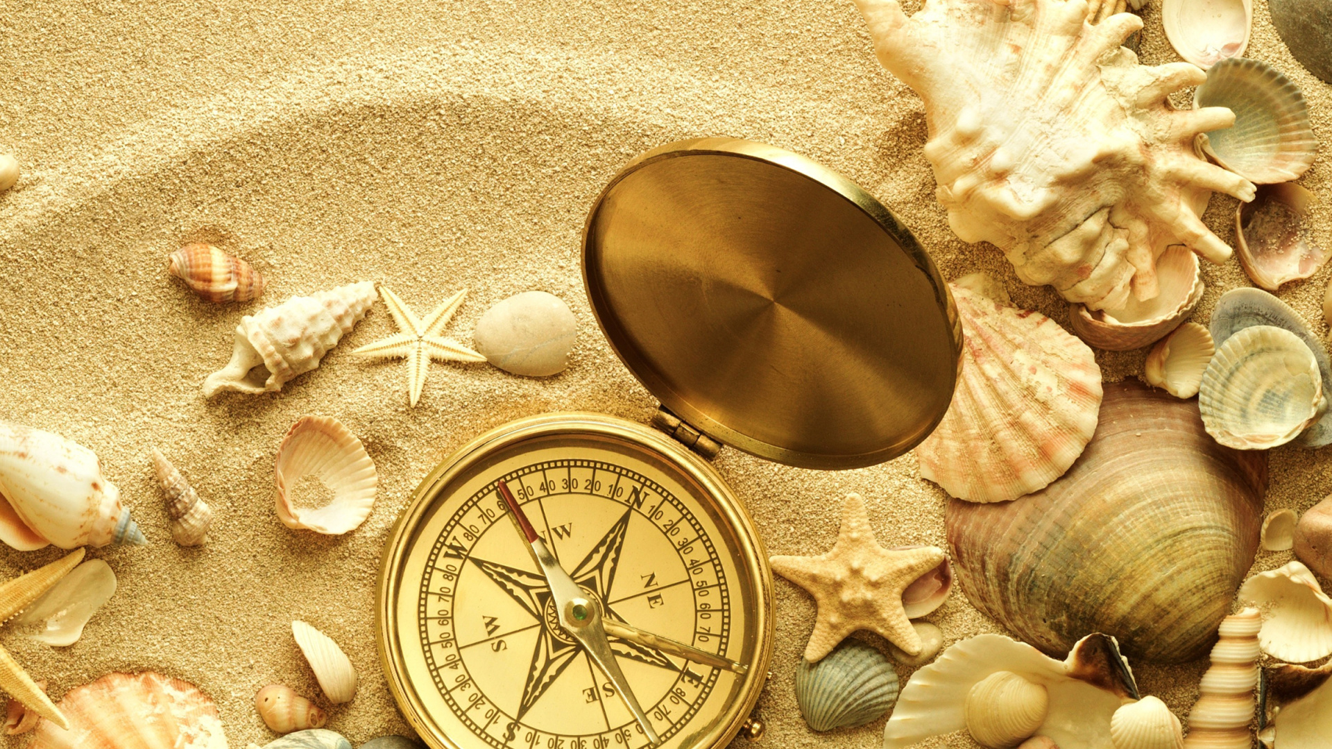 Meer Soll, Seashell, Meer, Strand, Ozean. Wallpaper in 1920x1080 Resolution