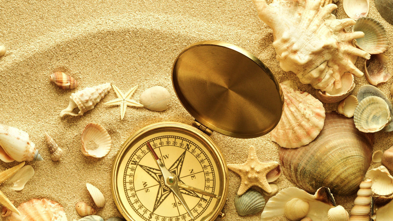 Sea Shall, Seashell, Sea, Beach, Ocean. Wallpaper in 1366x768 Resolution