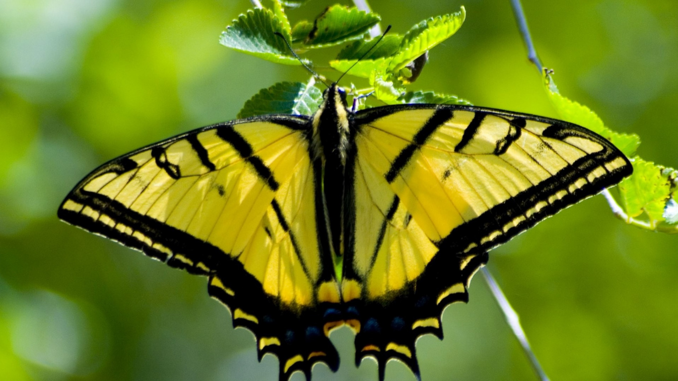 Gelber Und Schwarzer Schmetterling Auf Grünem Blatt. Wallpaper in 1366x768 Resolution