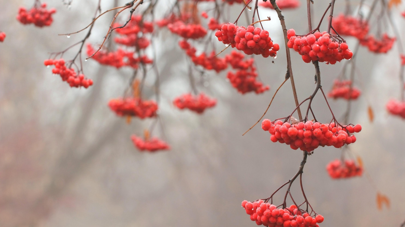 Fruits Ronds Rouges Sur Une Branche D'arbre. Wallpaper in 1366x768 Resolution