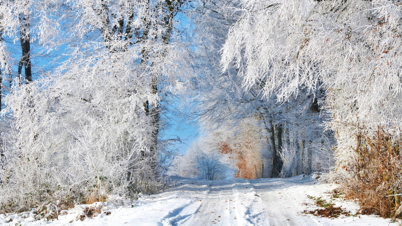 Snow Covered Trees During Daytime. Wallpaper in 1280x720 Resolution