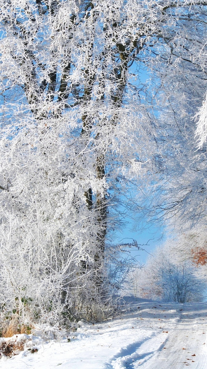 Snow Covered Trees During Daytime. Wallpaper in 720x1280 Resolution